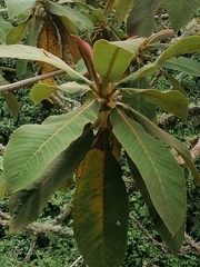 Saurauia brachybotrys