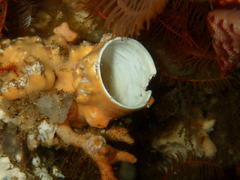 Protula bispiralis