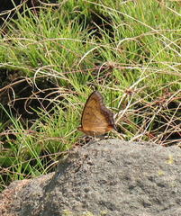 Catacroptera cloanthe cloanthe