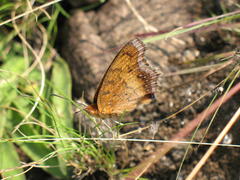 Catacroptera cloanthe cloanthe