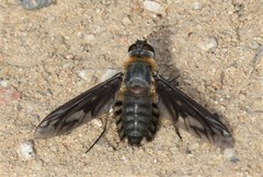 Poecilanthrax californicus