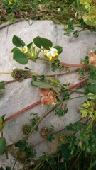 Tripodion tetraphyllum