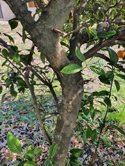 Magnoliopsida