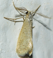 Dissoctena albidella