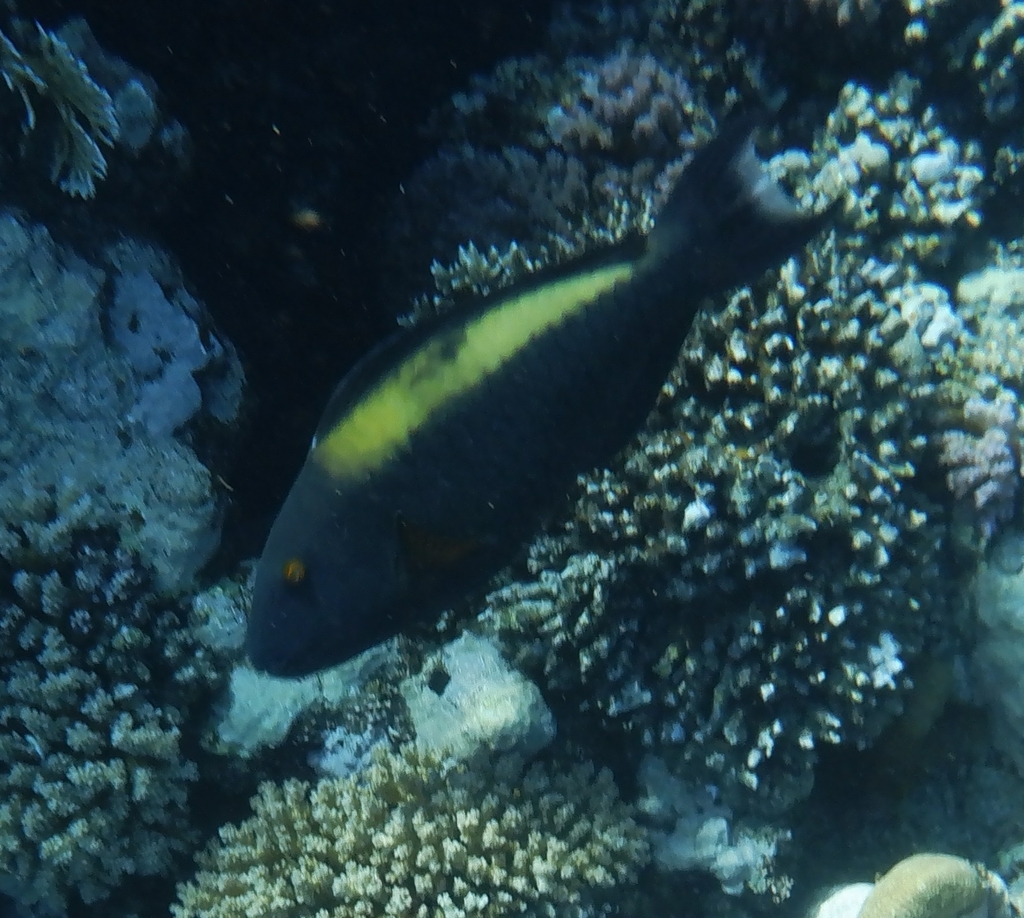 Bicolour parrotfish