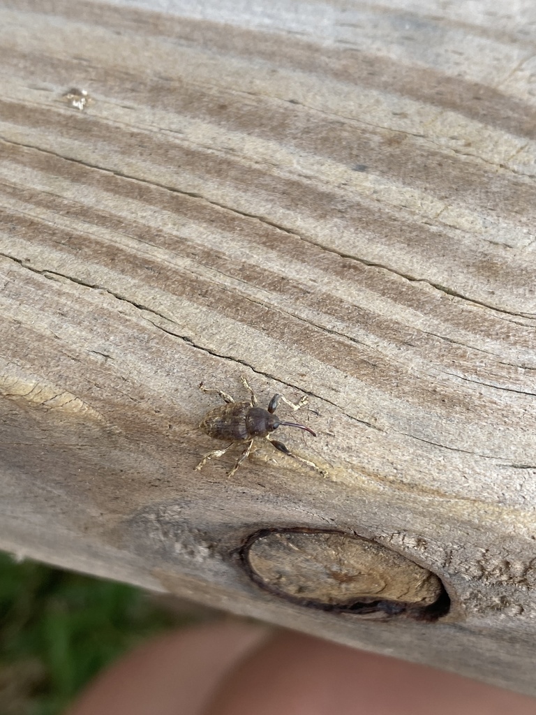 Nut and acorn weevils from troy university troy al us on september