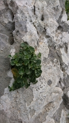 Campanula fragilis fragilis