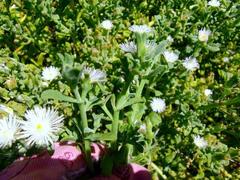 Mesembryanthemum canaliculatum
