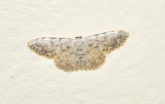 Scopula luridata