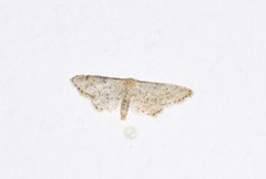 Idaea tineata