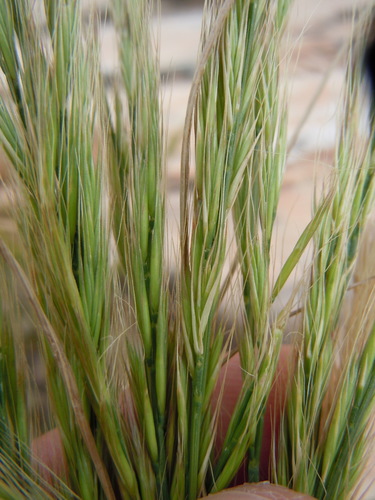 annual fescue (Vulpia myuros)