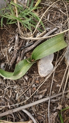 Colchicum neapolitanum