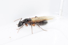 Camponotus ionius