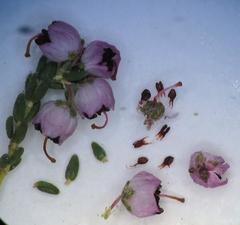 Erica bicolor