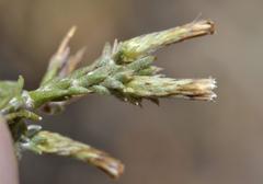 Amphiglossa triflora