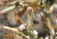 Amphiglossa triflora