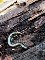 Ommatoiulus sabulosus