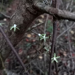 Jacaratia corumbensis