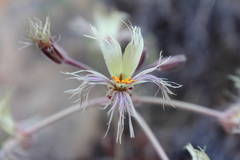 Pelargonium bowkeri