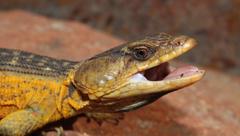 Pseudocordylus melanotus