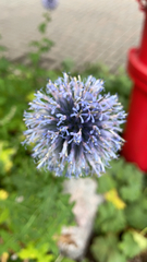 Echinops ritro