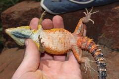 Pseudocordylus melanotus