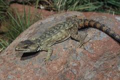 Pseudocordylus melanotus