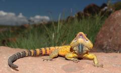 Pseudocordylus melanotus