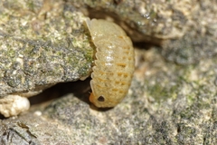 Sphaeroma serratum