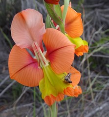 Gladiolus pulcherrimus
