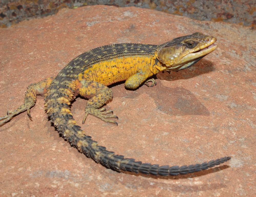Highveld Crag Lizard