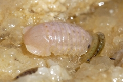 Sphaeroma serratum