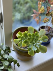 Aeonium canariense