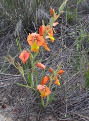 Gladiolus pulcherrimus