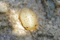 Sphaeroma serratum