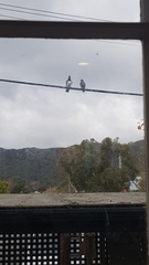 Hemiphaga novaeseelandiae