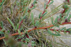 Suaeda pannonica