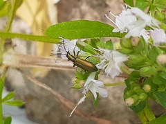 Chrysanthia geniculata