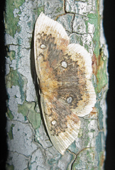 Cyclophora albiocellaria