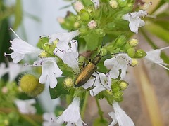 Chrysanthia geniculata