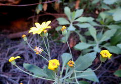 Othonna osteospermoides