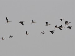 Pelecanus onocrotalus