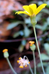 Othonna osteospermoides