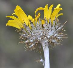 Berkheya rosulata