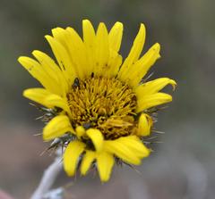 Berkheya rosulata