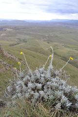 Berkheya rosulata