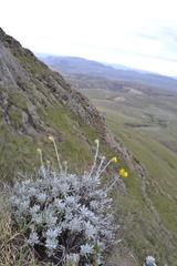 Berkheya rosulata