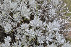 Berkheya rosulata