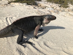 Cyclura cychlura