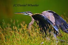 Ardea herodias